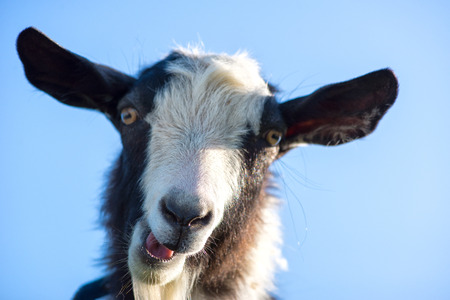 Goat make a funny faceの写真素材