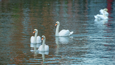 Three white swans on the lakeの写真素材
