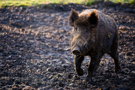 Wild boar male in the forest (sus scrofa)の写真素材
