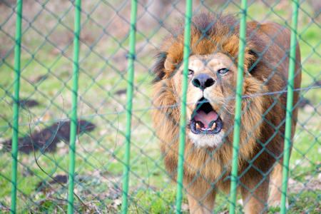 Lion in the zoo behind the fenceの写真素材