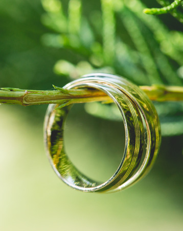 Wedding gold rings, on beautiful green plantの写真素材