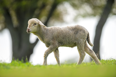 Cute and little lamb on meadowの写真素材