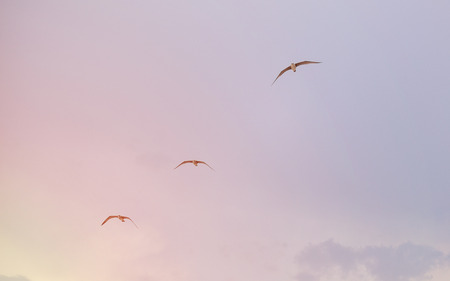 three seagulls flying over the seaの写真素材