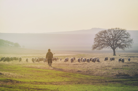 Shepherd and herd of sheepの写真素材