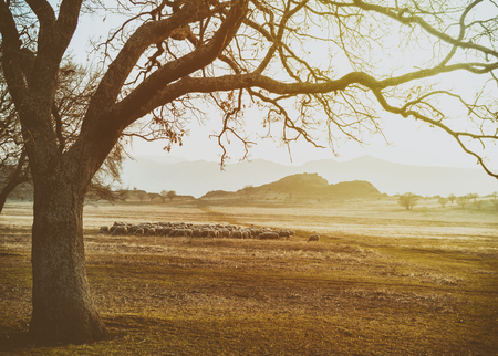 Flock of sheep at sunsetの写真素材