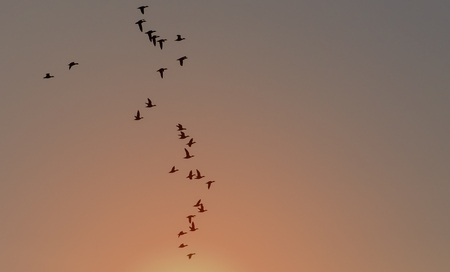 Flying bean geese at sunsetの写真素材