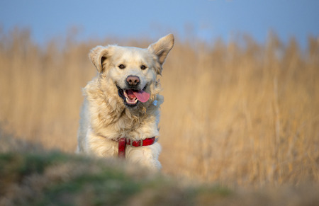 Beautifull golden retriever running an jumpingの写真素材