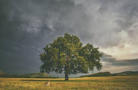 Alome oake tree in a field with stormy clouds behindの写真素材
