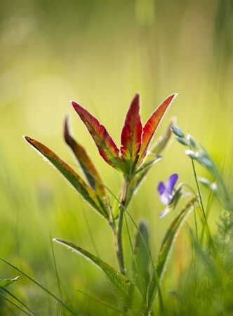 Beautiful flowers in the mountains landscape close up. Focused Wild Alpine flowers close-up on the background of green grass.の写真素材