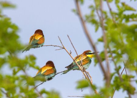 Beautiful nature scene with Common kingfisher (Alcedo atthis).の写真素材