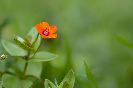 orange flower over green background on nature