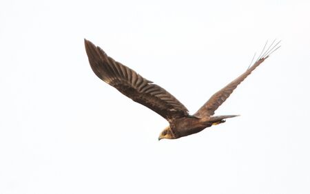 hawk prepared to hunt in summer timeの写真素材