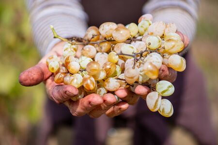 Grapes harvest. Farmers hands with freshly harvested grapes.