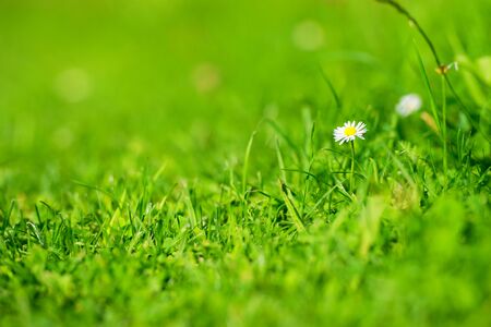 chamomile in the field in summer timeの写真素材