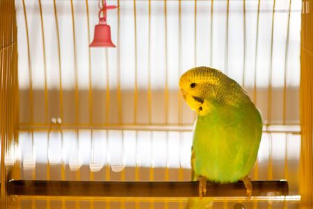 Green budgerigar parrot close up sits on cage near the mirror. Cute green budgie.の写真素材