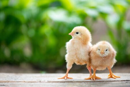 Group of funny baby chicks on the farmの写真素材