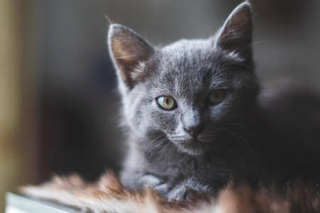 Young cute cat resting next to window.の写真素材