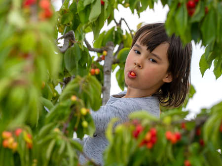 Cute girl picking cherries from a tree on a summer day.の写真素材