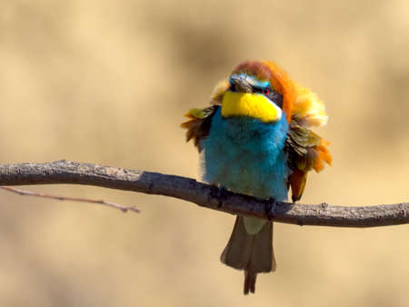 European bee-eater (Merops apiaster) on the branch