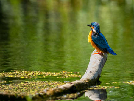Common Kingfisher (Alcedo atthis) sitting on a stick.の写真素材