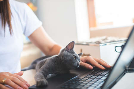 Young woman in white t-shirt sitting with a cat on her lap at the wooden table at home with laptop and notebook, workingの写真素材