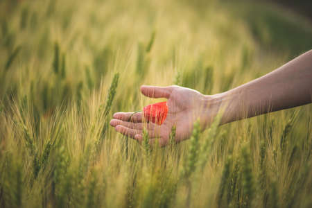 Woman holding poppy flower in handの写真素材