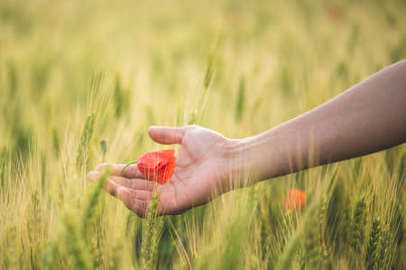 Woman hand holding a poppy flowerの写真素材