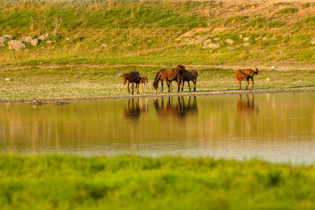 Herd of horses is drinking water on watering placeの写真素材