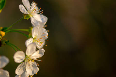 Blossom tree over nature background.