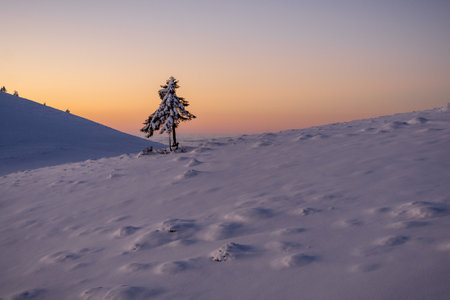 Alone fir tree in the middle of winterの写真素材