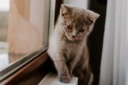 Playful fluffy cat crawling under a bed in bedroomの写真素材