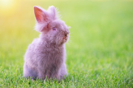 Cute grey fluffy rabbit sitting on grass backyard.の写真素材