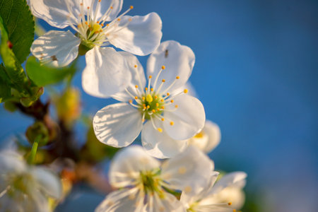 Blossom tree over nature background.の写真素材