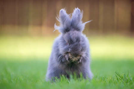 Cute grey fluffy rabbit sitting on grass backyard.の写真素材