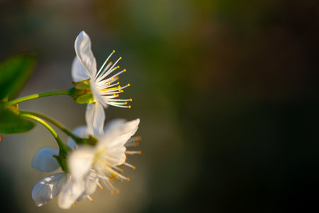 Blossom tree over nature background.の写真素材
