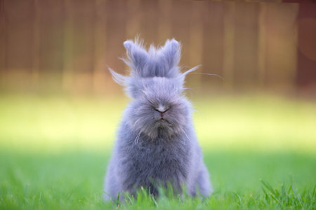 Cute grey fluffy rabbit sitting on grass backyard.の写真素材