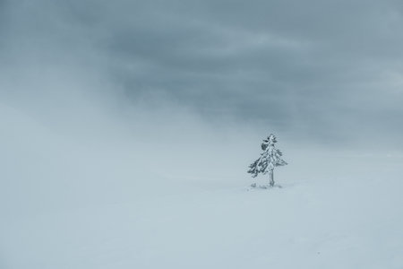Alone fir tree in the middle of winterの写真素材