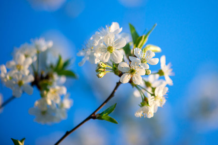 Blossom tree over nature background.の写真素材