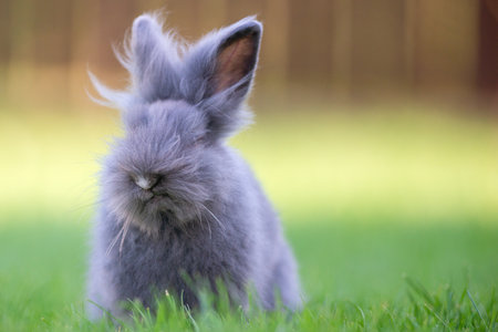 Cute grey fluffy rabbit sitting on grass backyard.の写真素材