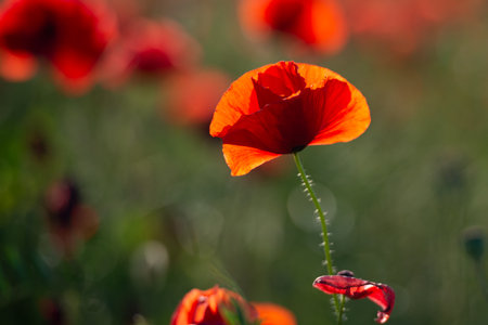 Poppy flower or papaver rhoeas poppy with the lightの写真素材