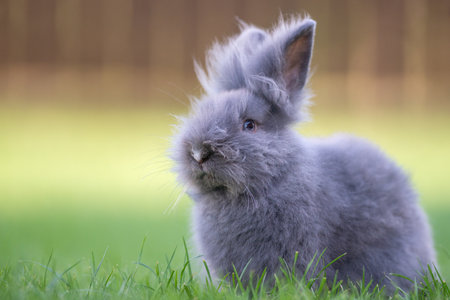 Cute grey fluffy rabbit sitting on grass backyard.の写真素材
