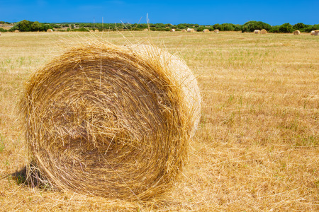 Straw roll bale on the farmland in sunny day at Menorca, Spain の写真素材