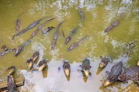 Horde of crocodiles in the water with opened jaws.の写真素材