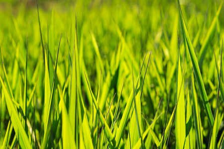 Green grass bokeh summer background.の写真素材