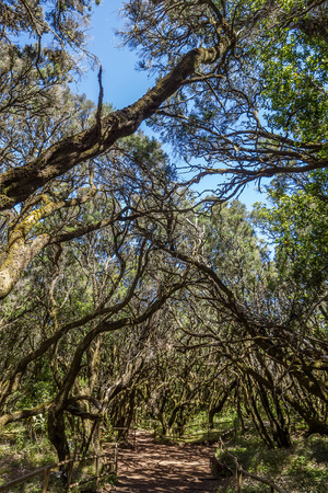 Garajonay Natural Nacional Park at La Gomera, Canary islands, Spain.の写真素材