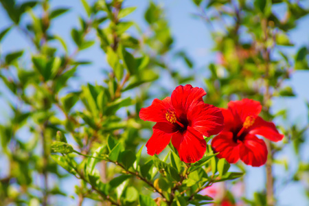 Red hibiscus in sunlight spring nature background with smooth bokeh.