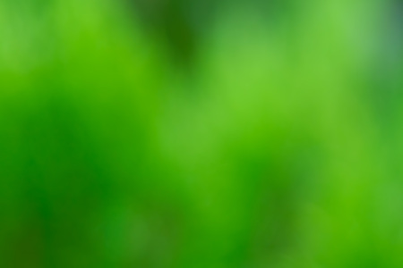 Green summer smooth bokeh background.の写真素材