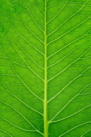 Green leaf closeup vertical background.の写真素材