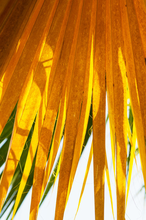 Palm tree yellow leaf autumn background.の写真素材