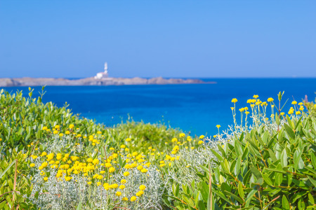 Yellow Flowers among Green Lush Plants with Shallow Depth of Field. Spring Backdrop with Blue Sea in the Background.の写真素材